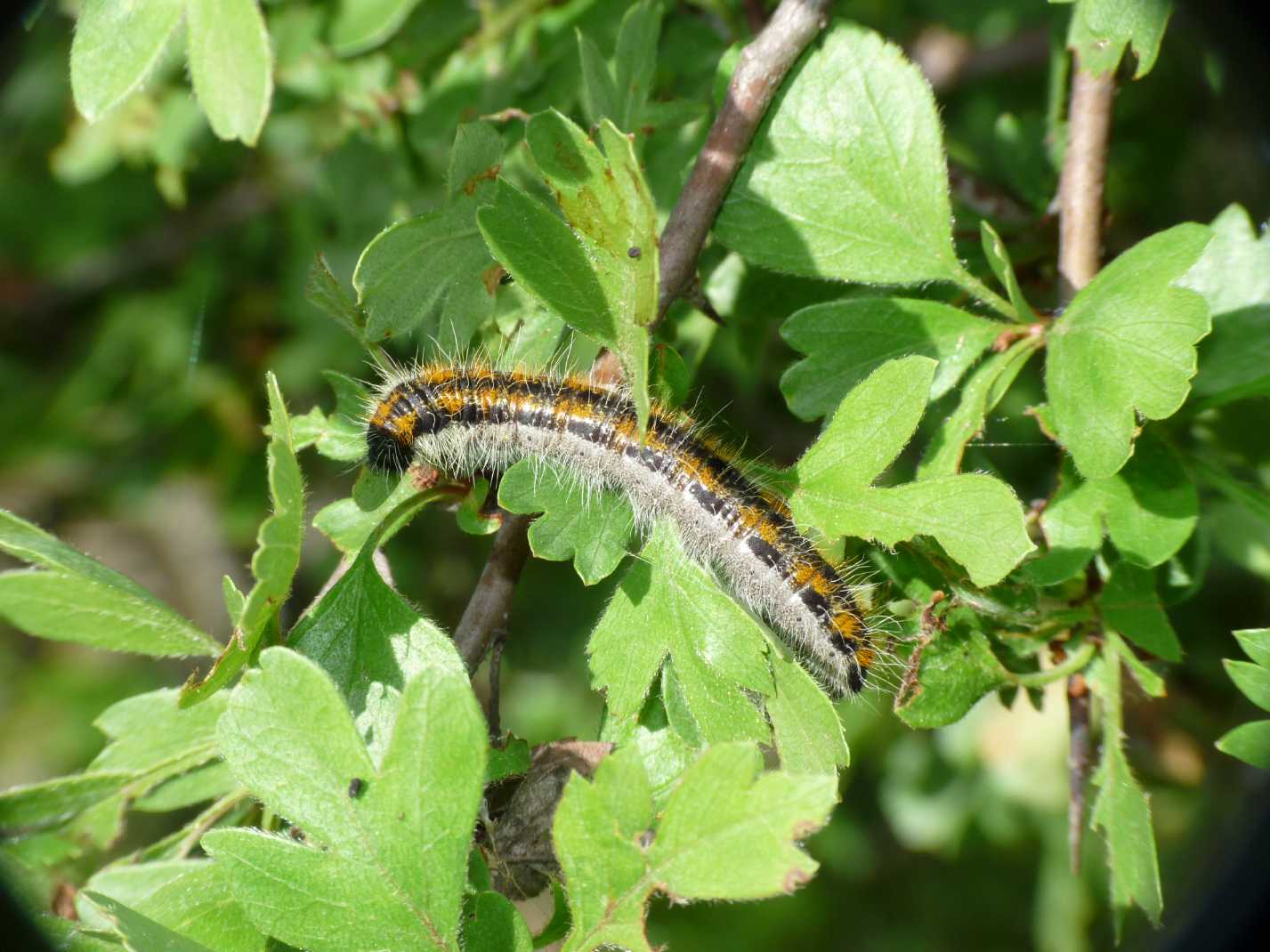 Bruco del biancospino